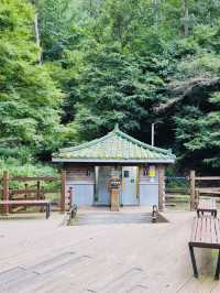 A Nice Walk in the Woods at Bomunsan Happiness Forest Path Center