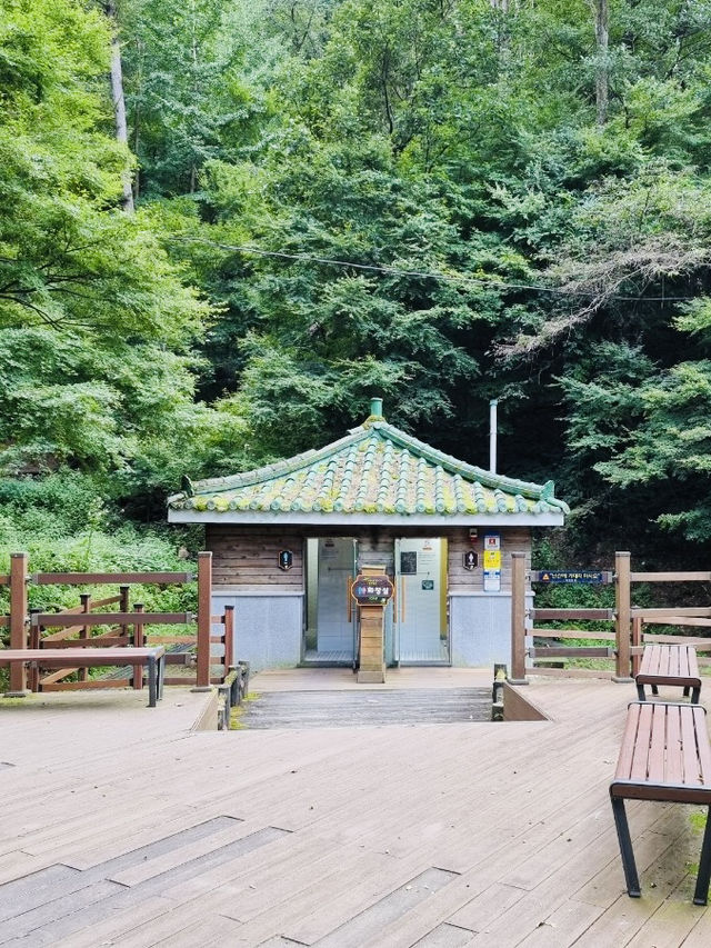 A Nice Walk in the Woods at Bomunsan Happiness Forest Path Center