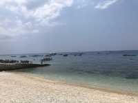 【オスロブ｜セブ島】  “目の前にジンベエザメ。” それも1匹じゃない。海に入った瞬間、心が震える。