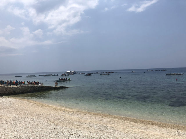 【オスロブ｜セブ島】  “目の前にジンベエザメ。” それも1匹じゃない。海に入った瞬間、心が震える。