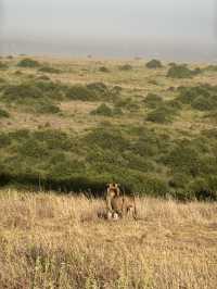 Unreal Safari Just Minutes from Nairobi Airport!