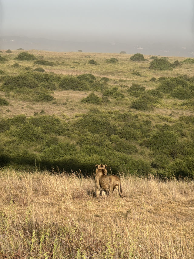 Unreal Safari Just Minutes from Nairobi Airport!