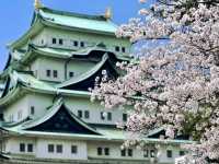 櫻花與金鯱相映：名古屋城的春日饗宴🌸