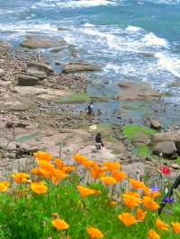 Yan'er Island Park - A Flower-Filled Seaside Paradise 🌸🌊
