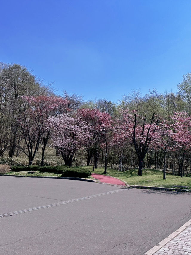2025五月北海道獨遊追櫻之旅🌸 - 第三彈