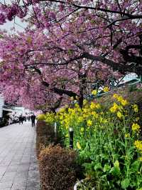 kawazu sakura