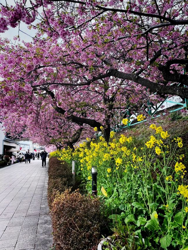 kawazu sakura