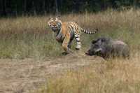 Ranthambore Tiger Reserve