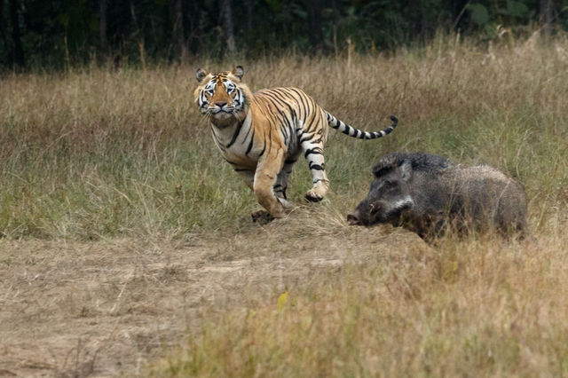 Ranthambore Tiger Reserve