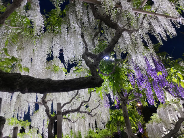 花と光の楽園 あしかがフラワーパーク　満開の藤のライトアップ！