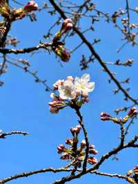 Springtime Serenity in Incheon: Cherry Blossoms by the Water
