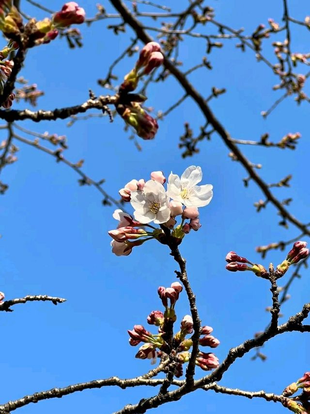 Springtime Serenity in Incheon: Cherry Blossoms by the Water