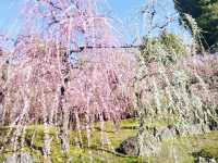 城南宮で梅観賞