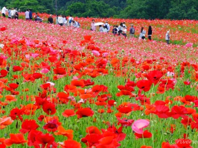 【埼玉県】奥秩父に広がる真っ赤なじゅうたん「天空のポピー」