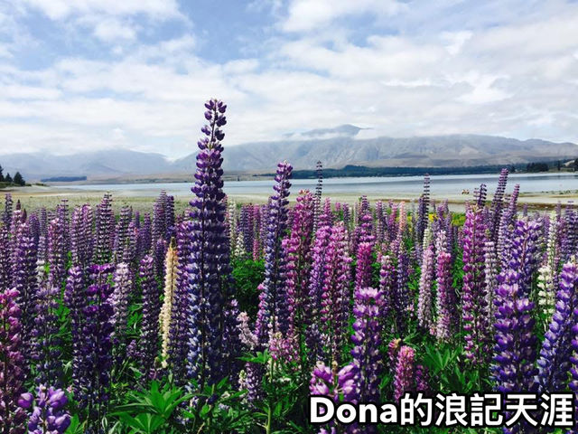 📍紐西蘭南島。蒂卡波湖｜有一種藍叫做蒂卡波藍