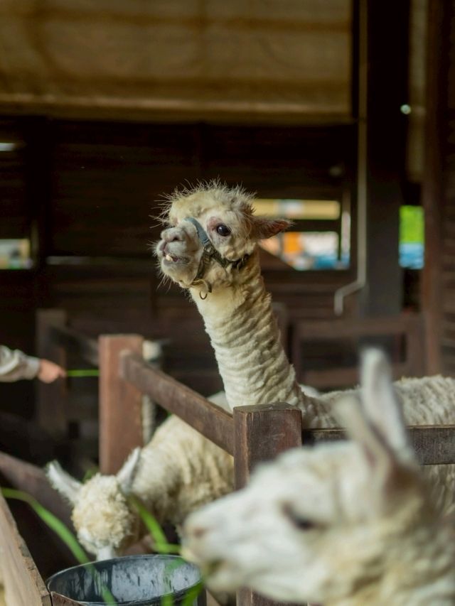 ติดฝน ที่ พรีโม่ เพียซซ่า 