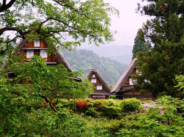 五月的白川鄉如同一幅生機勃勃的畫卷 🌿🏞️