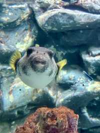 Dive into Wonder: A Day at Lotte World Aquarium