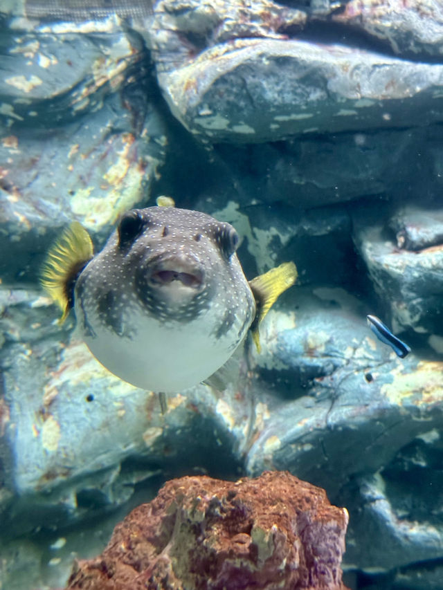 Dive into Wonder: A Day at Lotte World Aquarium