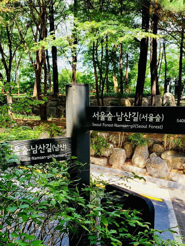 Namsan Jarak Sup-gil: A Verdant Urban Escape for All 