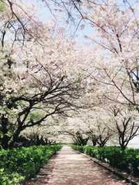 Reflections of Spring at Kagamino Park