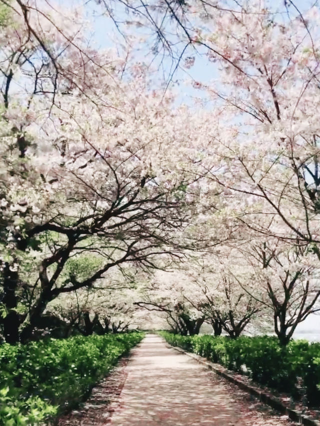 Reflections of Spring at Kagamino Park