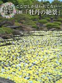水面に咲き誇る絢爛絵巻🌸💧※観光攻略情報付き
