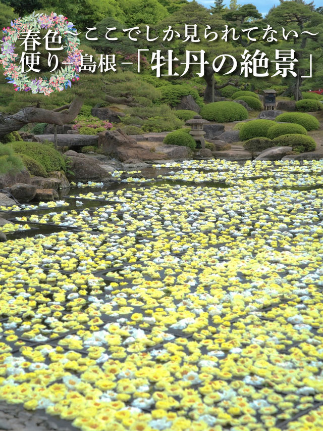 水面に咲き誇る絢爛絵巻🌸💧※観光攻略情報付き