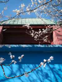 Haitang Road: Ili’s Blossoming Spring Secret