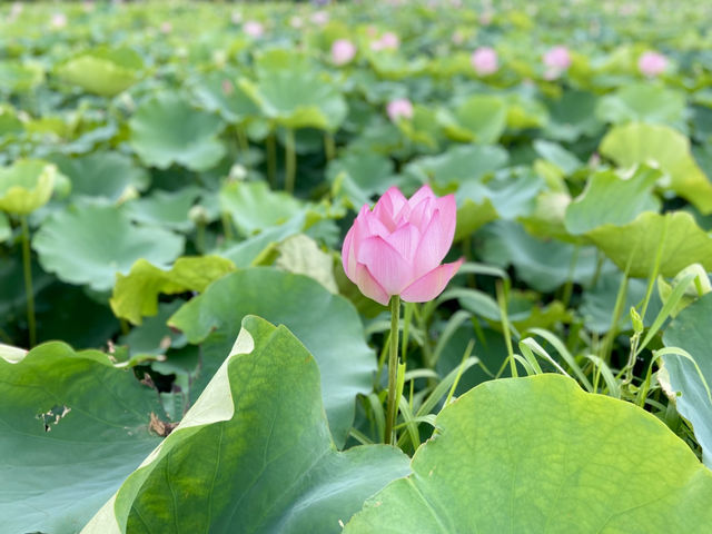 端午節好去處✨ 河上鄉塱原濕地🪷 荷花田隱世賞花美景 