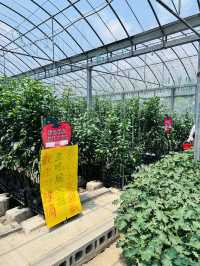 ［新竹關西旅遊］金勇蕃茄農場🍅端午佳節半日遊的好選擇-好吃又好玩🧸