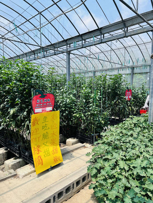 ［新竹關西旅遊］金勇蕃茄農場🍅端午佳節半日遊的好選擇-好吃又好玩🧸
