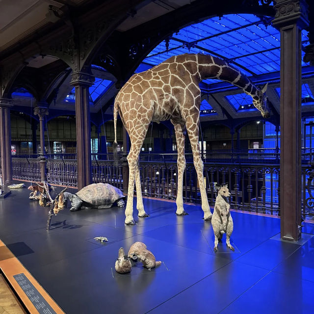 🌌 A Night at the Museum | Paris – Grande Galerie de l’Évolution