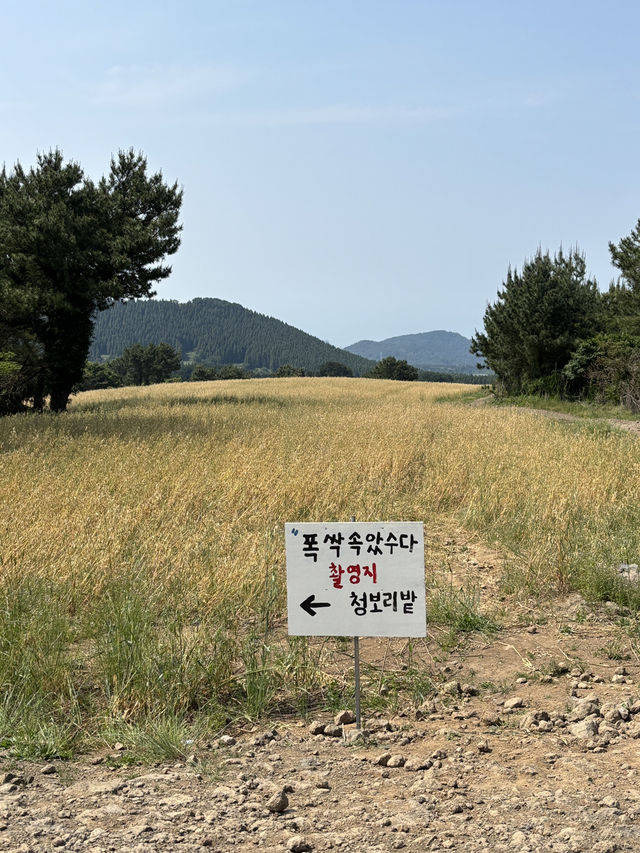 폭삭속았수다 촬영지 제주 오라동메밀밭