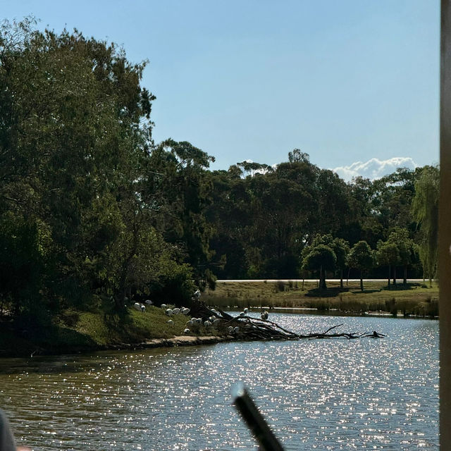 Werribee Zoo | An African Safari Experience in Melbourne! 🦒🛻🌍 