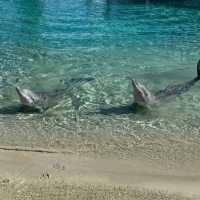 🐬 Sea World Gold Coast | Ocean Park Adventure