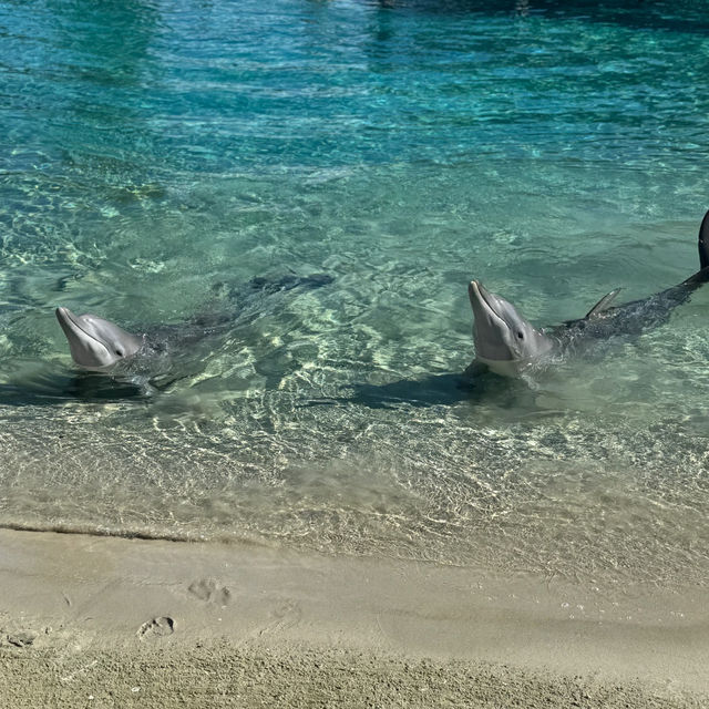 🐬 Sea World Gold Coast | Ocean Park Adventure