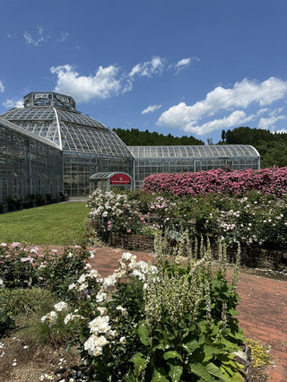Recommended Travel Itinerary: Kumamoto Aso Rose Garden