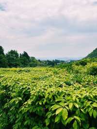 🍃 静けさに包まれた美の小径  京都・鷹峯「光悦寺」