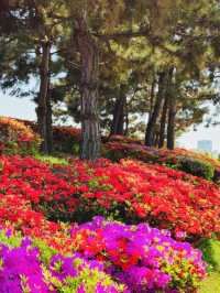 A Blooming Surprise in Incheon: A Review of Sunrise (Haedoji) Park 