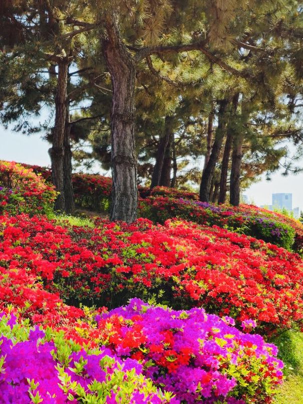 A Blooming Surprise in Incheon: A Review of Sunrise (Haedoji) Park 