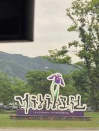 그윽하고 고매한 연꽃세상💚거창 여름창포원