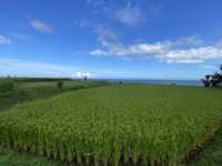 巴特虹岸  🌾 豐濱 新社梯田 🌾