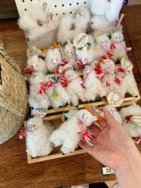 제주에서 알파카를 이렇게 가까이서? 🐑 도치돌 알파카 목장 가봤어?