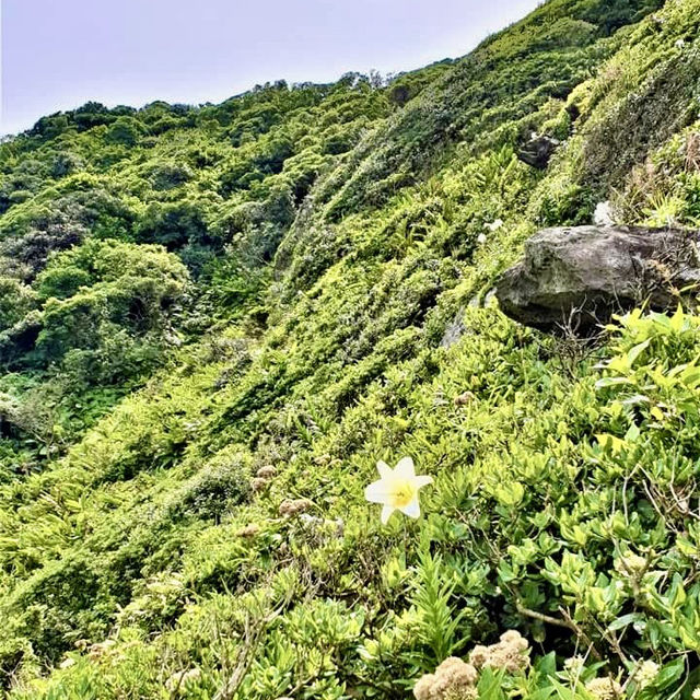 基隆嶼登島看花看海去！