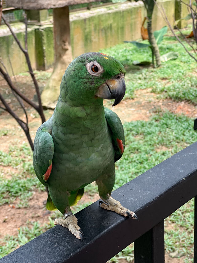 Birds, Beauty & Tropical Vibes at KL Bird Park 🦜🌴