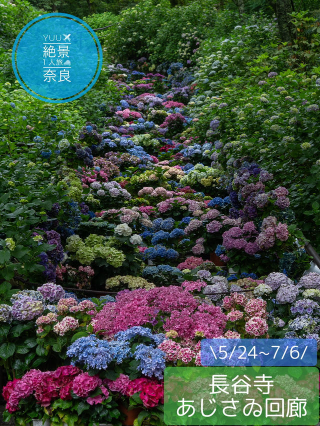 奈良の本気✨長谷寺あじさゐ回廊 今年は注意も！8枚目を見てね