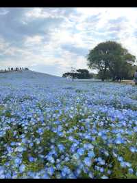 🌼【茨城・ひたちなか市 国営ひたち海浜公園】青の絨毯とコキアの丘で心も景色もリフレッシュ！ 