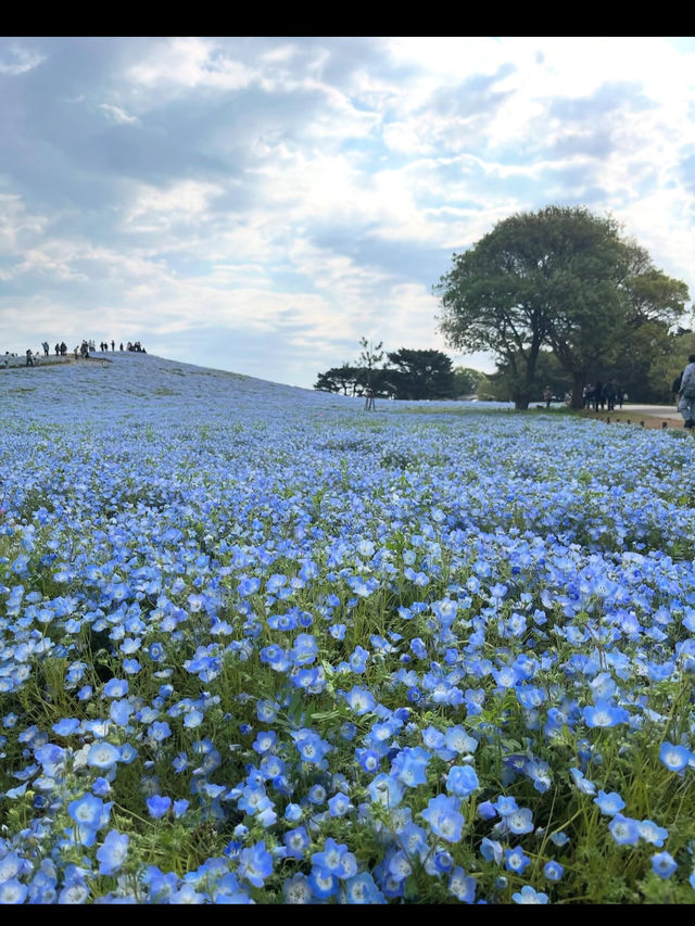 🌼【茨城・ひたちなか市 国営ひたち海浜公園】青の絨毯とコキアの丘で心も景色もリフレッシュ！ 