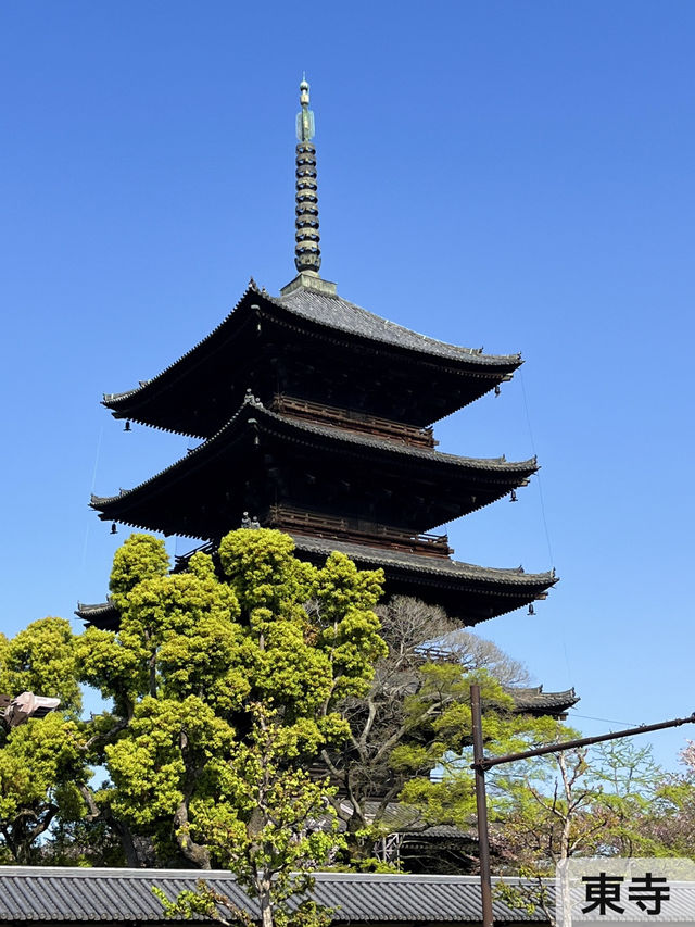 [京都]1日で大満喫✨京都定番観光